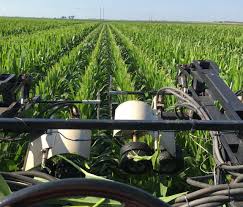 Nettleton Corn Detasseling | Chatham On