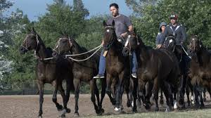 The biggest horse breeds have a length and height of 15 hands above. The Clones Of Polo Adolfo Cambiaso Interview With 60 Minutes On Cloned Horses Cbs News