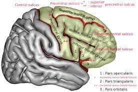 The precentral gyrus and postcentral gyrus are consistently united inferiorly by the subcentral gyrus (broca's inferior frontoparietal pli de passage, or rolandic operculum). Precentral Gyrus Wikipedia