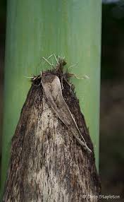 Image result for Oldeania