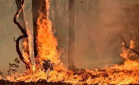 Check spelling or type a new query. Incendies En Australie Action En Justice Contre Les Incendiaires Et Pilleurs Courrier Australien