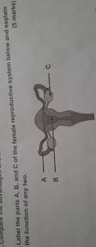 The fleshy area located just above the top of the vaginal opening is called the mons pubis. Label The Parts A B And C Of The Female Reproductive System Below And Explain The Function Of Any Brainly In