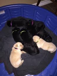 We serve houston, austin, corpus christi, dallas, el paso, san antonio and all parts in between. Akc Registered Labrador Retrievers For Sale In Corsicana Texas Classified Americanlisted Com