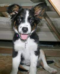 Aussie Border Collie Mix Puppies For Sale Zoe Fans Blog Australian Shepherd Mix Puppies Border Collie Mix Puppies Border Collie Mix