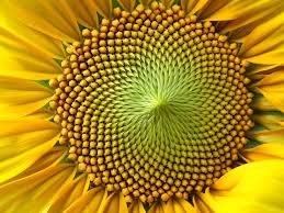 Resultado de imagen de SimetrÃ­a en las plantas y en las flores
