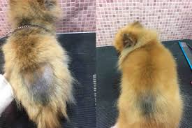 The use of trilostane for the treatment of alopecia x in alaskan malamutes. Alopecia X Black Skin Desease Pomeranian Beauty
