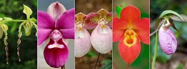 Image result for Neobolusia