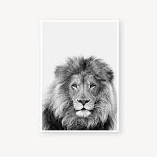 Baby Black And White Lion Pictures Pin On Exotic Style