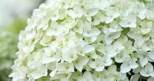 As hydrangeas are such wonderful flowers, you'll want them to last as long as possible. Bloomiq