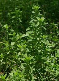 Image result for Leucas neuflizeana