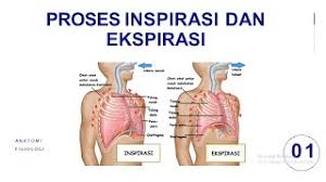 Savesave otot inspirasi dan ekspirasi for later. Gadera Sehat Inspirasi Dan Ekspirasi Paru Youtube