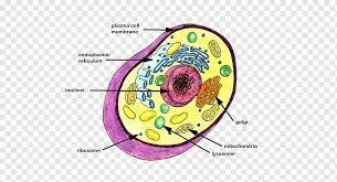 Check spelling or type a new query. Cell Theory Science Cancer Cell Science Biology Cell Animal Png Pngwing