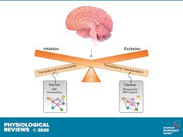 RNA-binding proteins balance brain function in health and disease |  Physiological Reviews | American Physiological Society