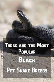 What Are The Most Popular Snake Breeds That Are Black Snake Breeds Pet Snake Pet Breeds