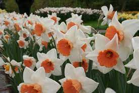 15 Flowers Hummingbirds Love To Visit Daffodils Daffodil Flower 15 Flowers