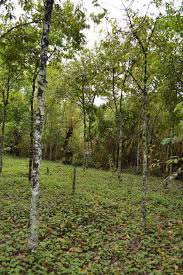 Image result for Balthasaria schliebenii