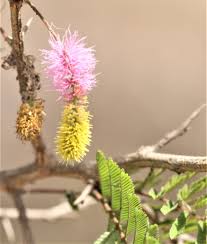 Image result for Mimosa mossambicensis