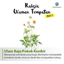 Kak long dan aki awang 11 july 2020. Kebaikan Ulam Dan Sayur Blog Sihatimerahjambu