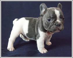Although these two breeds may be similar, they are two different breeds and are merely distant relatives. Pin By Bobbi Bowles On Bostons Frenchies Baby Animals French Bulldog Puppies Cute Dogs