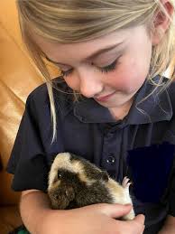 Will dog stop barking at guinea pigs?