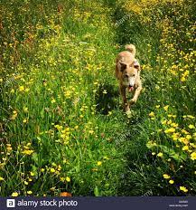 Stock Photo Lurcher Dog Running Towards The Camera Through A Colourful Flower Field Lurcher Colorful Flowers Dogs