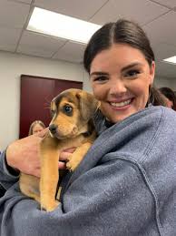 Frenchies 5 available 📍Location Roseville