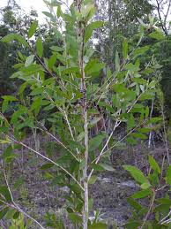 Image result for Melaleuca quinquenervia