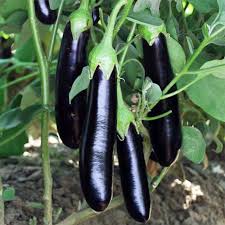 Hybrid Brinjal