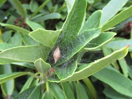 Image result for Poecilostachys