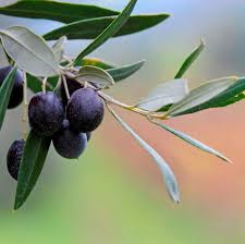 In fact, the first known record of olive leaf came from ancient among its many known benefits, olive leaf extract can nourish your hair and skin, which is why it's often added to quality beauty products, including. 6 Olive Leaf Extract Benefits What Is Olive Leaf Good For