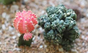 Image result for Senecio forbesii