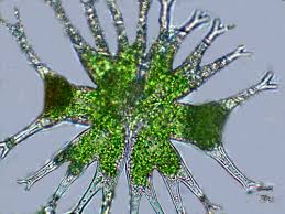 Image result for Micractis