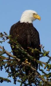 To carry out its tasks the coastguard is able to permanently call upon the following resources made available by the governmental shipping company 10 Ideeen Over Indianen Wolf Arend Indiaanse Kunst Wolf Native American Indianen