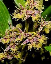 Image result for Bulbophyllum comatum