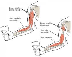 Interactions Of Skeletal Muscles Anatomy And Physiology I