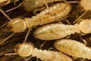 In may of 1984, andrew davis entered the pest control industry. Pest Control Athens Exterminators Athens Pest Control You Can Trust