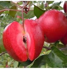 An apple is an edible fruit which comes from the apple tree (malus sylvestris). Egrow 50 Pca Pack Red Fleshed Apple Seeds Redlove Apple Fruit Tree Seed Garden Planting