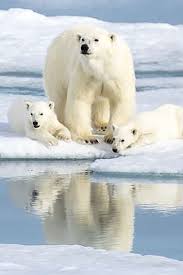 Wild Polar Bear Shot Dead After A Run In With A Cruise Ship Employee Polar Bears Attack Wildanimals Wild Animals Photography Baby Wild Animals Polar Bear
