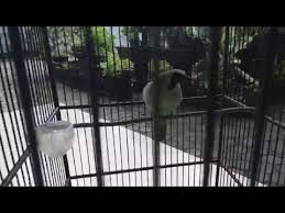 We did not find results for: Melombakan Burung Cucak Ijo Nyulam By Pak Puh