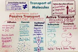 Teaching Biology Biology Lessons Biology Notes