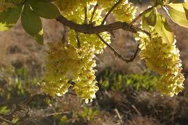 Image result for Ochna schweinfurthiana