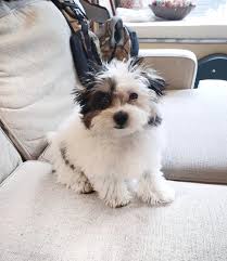 Dallas texas pets and animals 450 $. Where To Get A Teacup Maltese