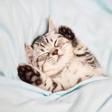 Maybe you would like to learn more about one of these? 36 Best Cat Instagram Captions Cute And Funny Captions For Cat Photos