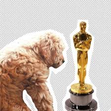 Give Bradley Cooper S Dog An Oscar Bradley Cooper A Star Is Born Love Movie