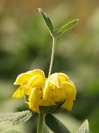 Image result for Phlomis fruticosa