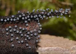 Image result for Melanospermum