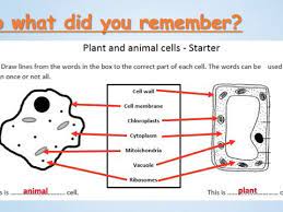 The highest rank of biological taxonomy is called a domain. Plant And Animal Cells Teaching Resources