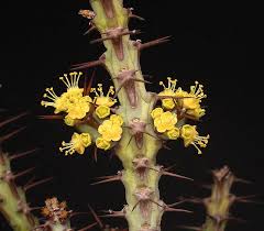 Image result for Euphorbia schinzii