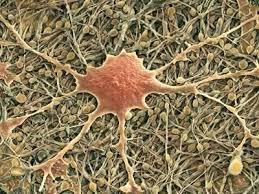 Glial Cells Sem Photographic Print Thomas Deerinck Art Com Glial Cells Nerve Cell Scanning Electron Micrograph