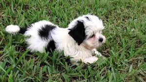 Black And White Maltese Shih Tzu Mix Beautiful Black And White Maltese Shih Tzu Pups For Sale In Florida Poodle Mix Puppies Shih Tzu Best Dog Toys